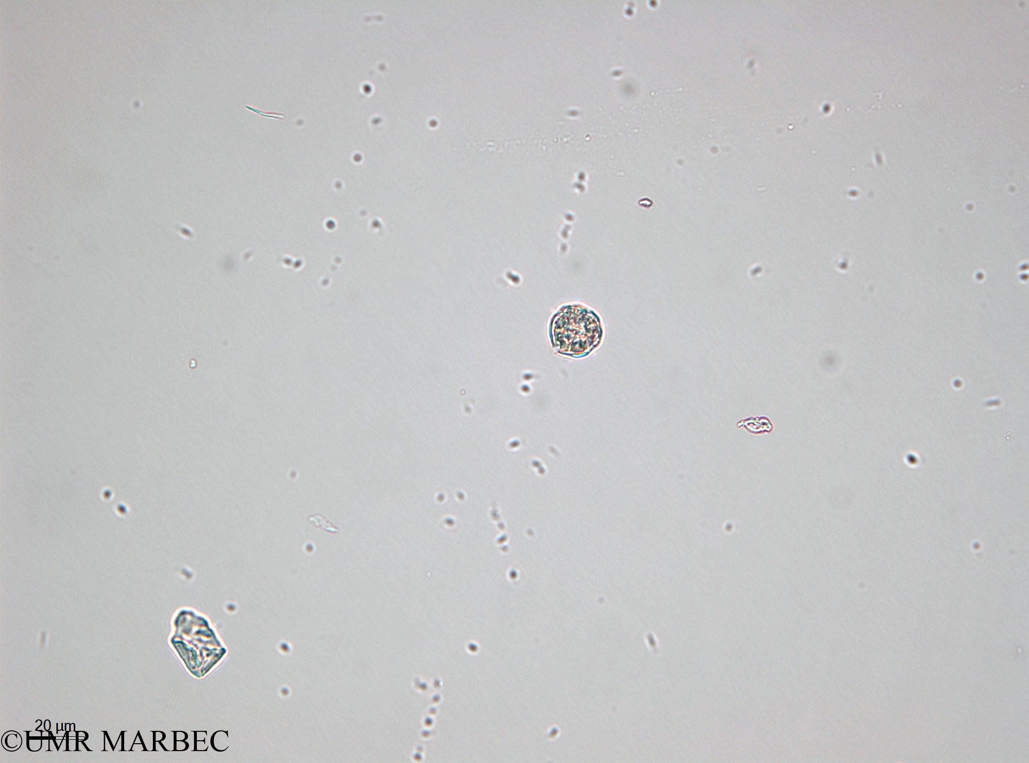 phyto/Bizerte/bizerte_bay/RISCO April 2014/Scrippsiella spp (- 140728 -2)(copy).jpg